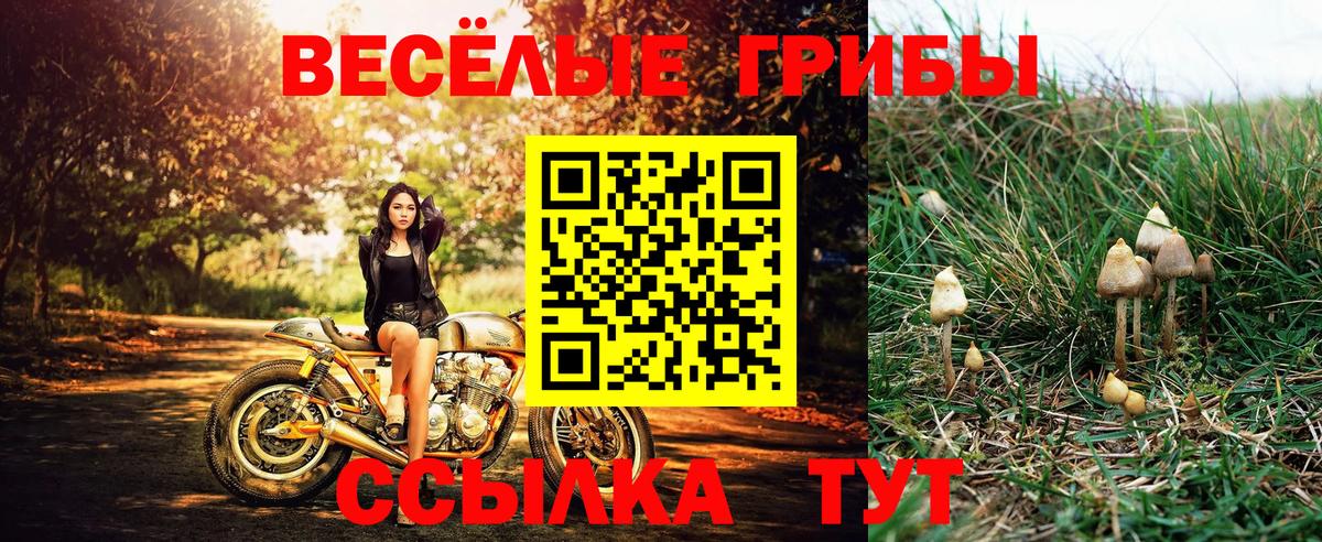 Галлюциногенные грибы Cubensis Новороссийск